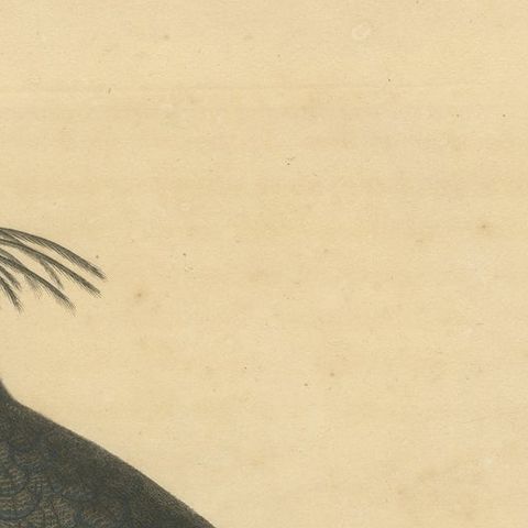 Hand-Colored Engraving of a Himalayan Monal, Exotic Ornithological Print, 1808, close-up 5