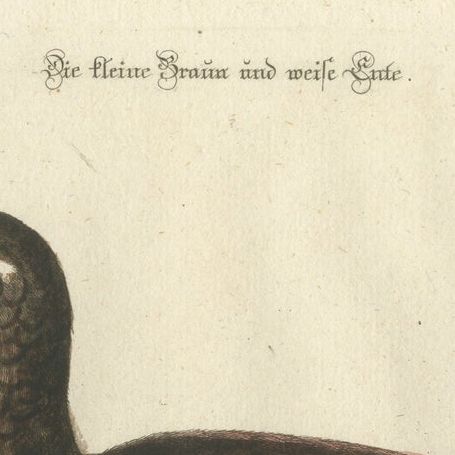 Hand-Colored Engraving of the Small Brown and White Duck by Seligmann, c.1770, close-up 6