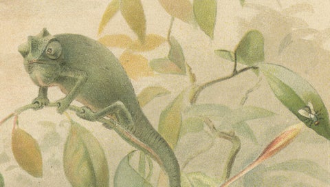 Chameleons in Tropical Foliage, Antique Reptile Natural History Print, 1895, close-up 3