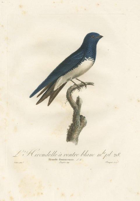 Large Antique Bird Print of a White Bellied Caribbean Martin, circa 1807, view 4