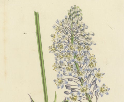 Natal Squill Botanical Illustration by Louis van Houtte, 19th Century, close-up 3
