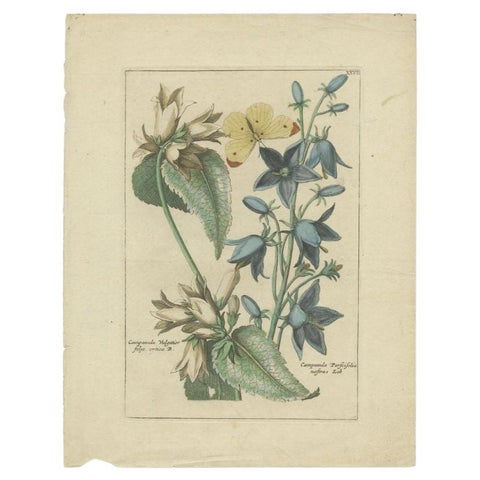 Antique Hand-Colored Flower Print of Campanula Plants, 1794, view 2
