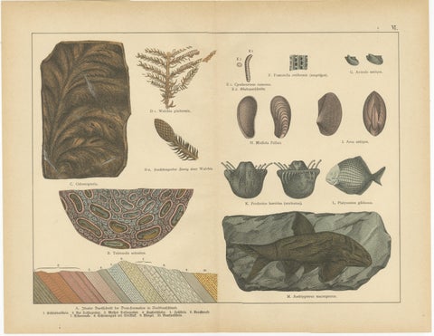 Decorative Vintage Fossil Prints, Triassic Plants, Reptiles, Fish, Geology 1880, view 2