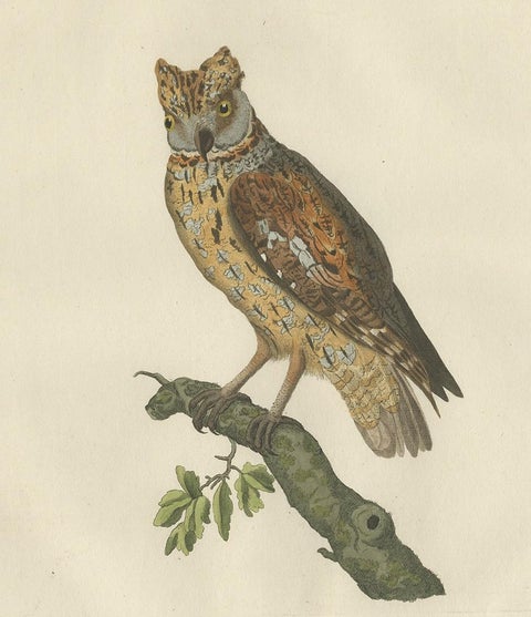 Eurasian Scops Owl Print, Antique Dutch Ornithology by Sepp & Nozeman, c.1770, view 4
