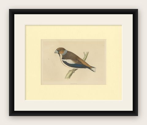 Antique Bird Print of Hawfinch, shown framed