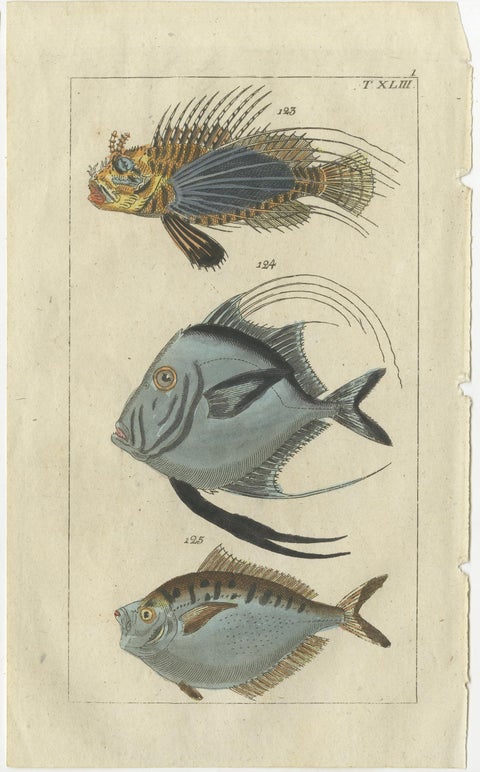 Set of 2 Antique Fish Prints - Lionfish - Ponyfish - Scorpion Fish, view 2