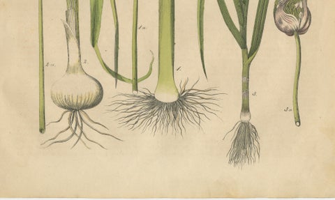 Antique Onion and Leek Botanical Print, Kitchen Garden Study, 1852, close-up 4