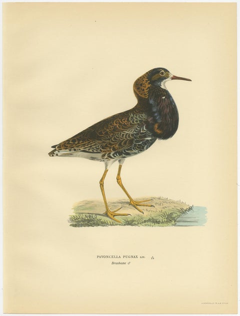 Antique Bird Print of the Calidris Pugnax by Von Wright, 1929, view 4