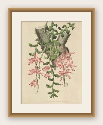 Orchid Elegance: Huge Exquisite Chromolithograph of the Dutch Colonial Era, 1854, shown framed