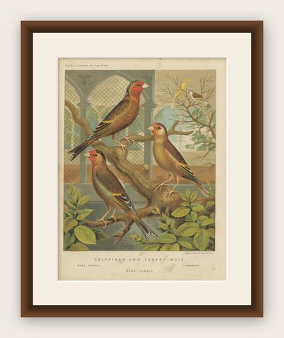 Antique Bird Print of the Goldfinch and Canary Mule Dark Mealy and Others, shown framed