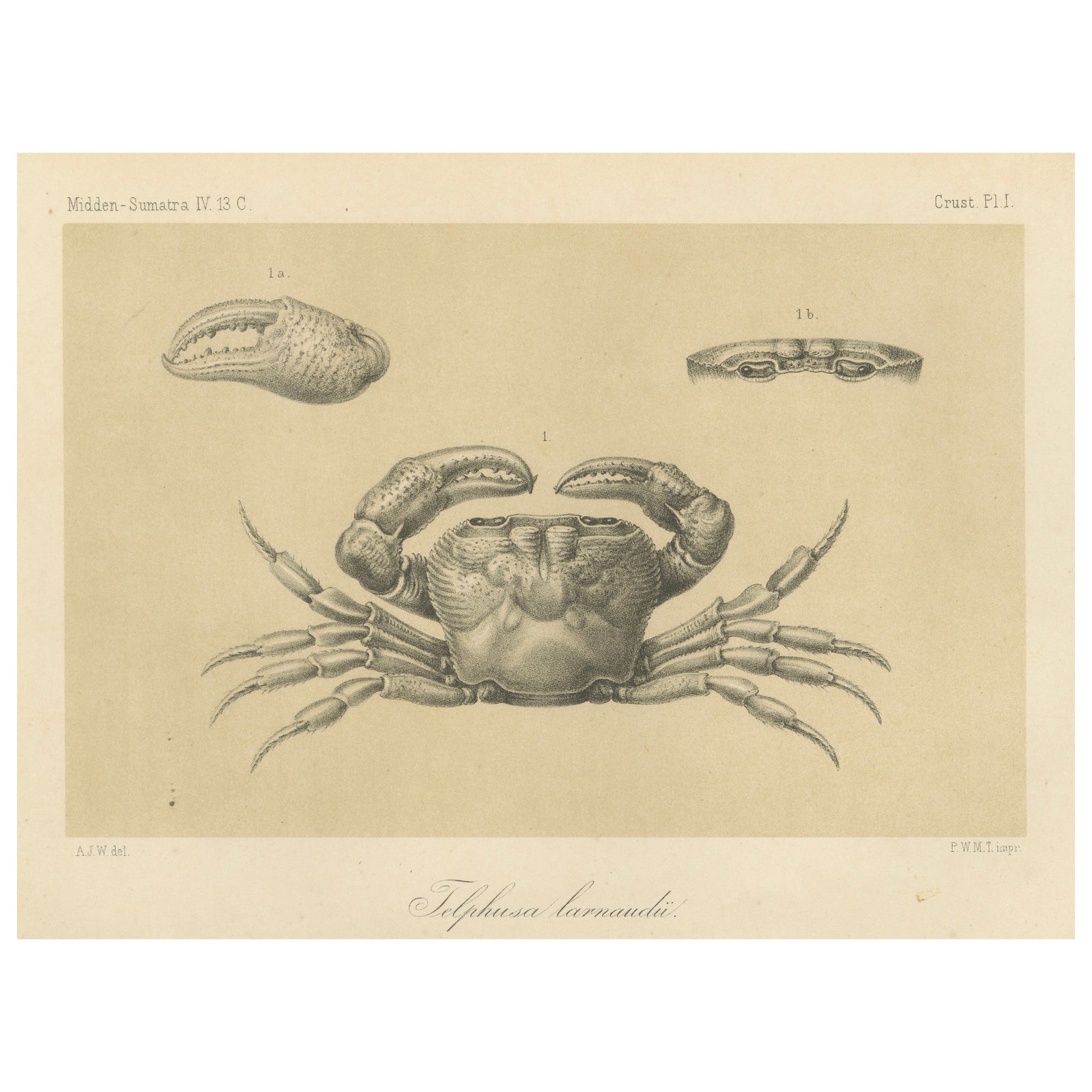 Antique Scientific Print of Lacraud’s Freshwater Crab, Sumatra, 1887