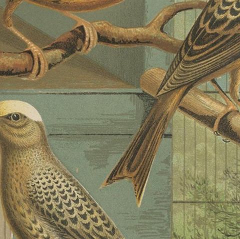 Antique Bird Print of the Lizard Canaries, Golden-Spangled and Others, close-up 2