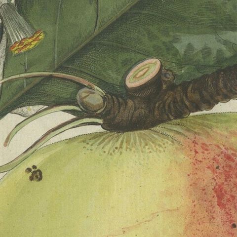 Botanical Study of an Apple and Blossoms: Hand-Colored 19th-Century Engraving, close-up 5