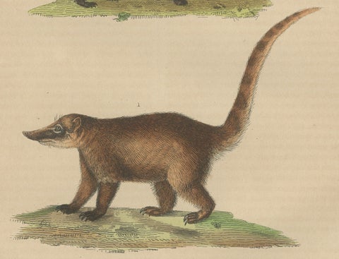 Carnivores of Field and Forest: Coati, European Badger and Striped Polecat, 1845, close-up 1
