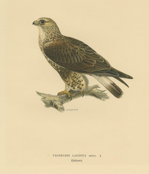 Antique Bird Print of the Rough-Legged Hawk by Von Wright '1917', view 4