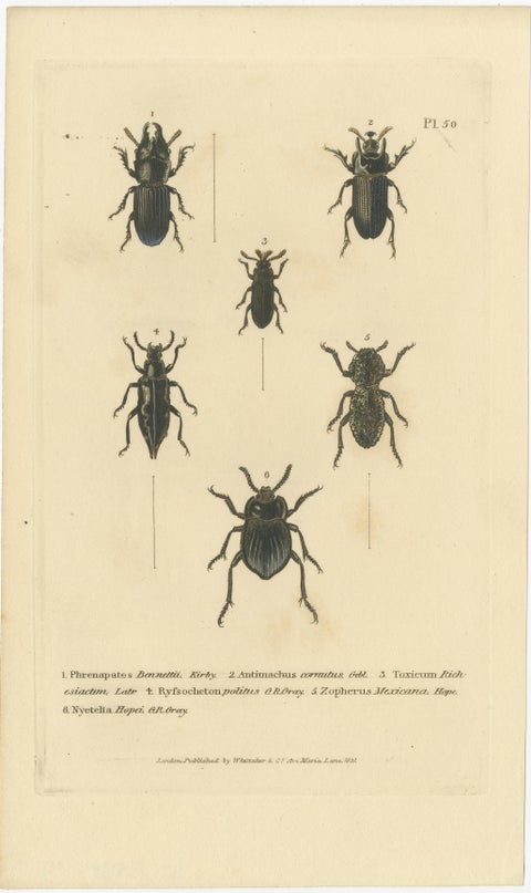Beetles of the Early 19th Century: A Cuvier Collection from 'The Animal Kingdom', view 2