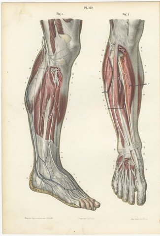 The Peroneal Nerves of the Leg, Antique Hirschfeld Anatomy Print, 1866, view 2