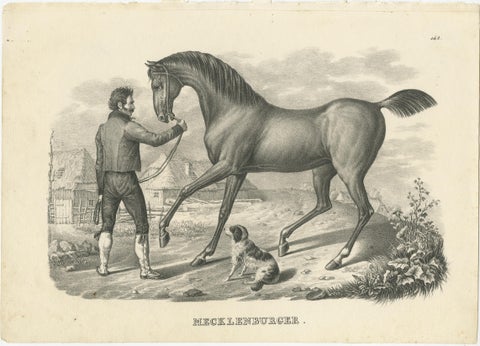 Antique Print of a Mecklenburger Horse, view 2