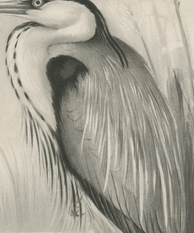 Gray Heron Standing by Reeds, Plate CL after Lilian Medland, c. 1909, close-up 2