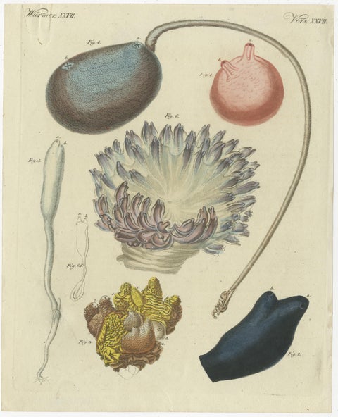 Antique Print of Various Molluscs Including the Boltenia Ovifera, view 2