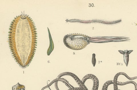Molluscs & Marine Invertebrates Print: Octopus, Slug, Snails, Conch, 1867, close-up 1
