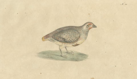 Antique Game Birds Lithograph by Karl Joseph Brodtmann, 1816, close-up 5