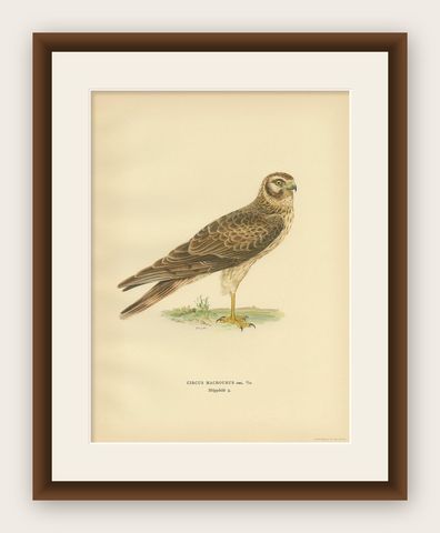 Antique Bird Print of the Pallid Harrier by Von Wright '1929', shown framed