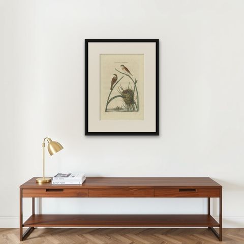 Original Hand-Colored Antique Bird Print of the Common Whitethroat, 1789, shown framed on a wall