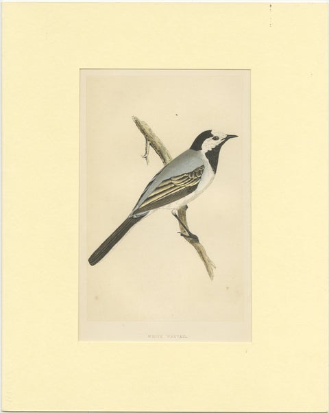 Antique Bird Print of a White Wagtail, view 2