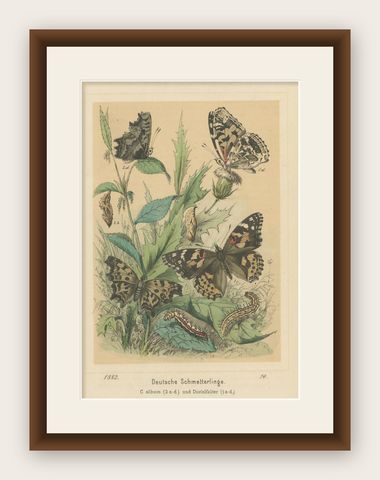 Antique Print of German Butterflies, circa 1890, shown framed