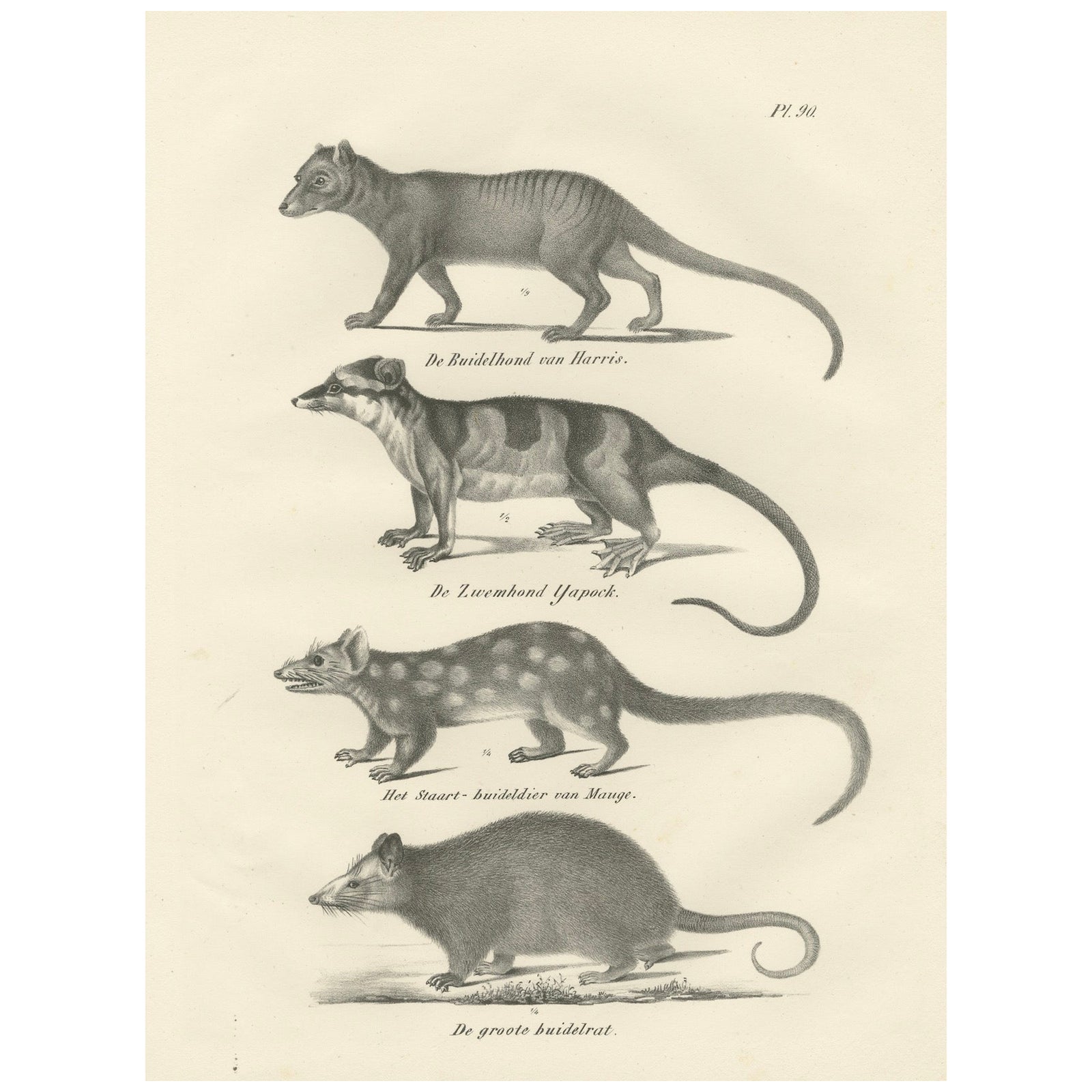 Rare 19th-Century Lithograph of Marsupials Including the Thylacine and Yapok