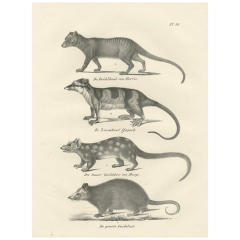 Rare 19th-Century Lithograph of Marsupials Including the Thylacine and Yapok