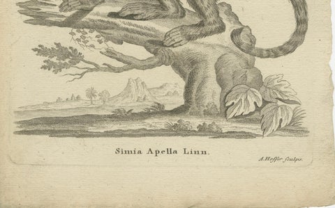 Antique Engraving of a Capuchin Monkey (Simia apella Linn.), A. Hoffer, ca.1800, close-up 3