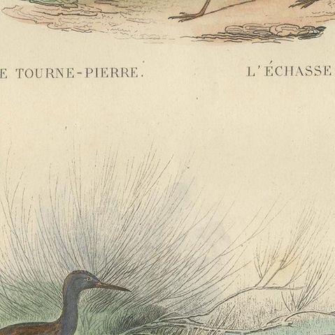 Antique Bird Print of the Turnstone, Stilt, Water Rail and Land Rail by Buffon, close-up 2
