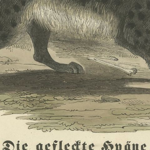 Die gefleckte Hyäne (Spotted Hyena) - Hand-Colored Zoological Print, Circa 1840, close-up 6