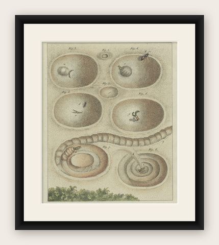 Antique Print of a Lion Ant creating a Funnel Shaped Trap in Sand, shown framed