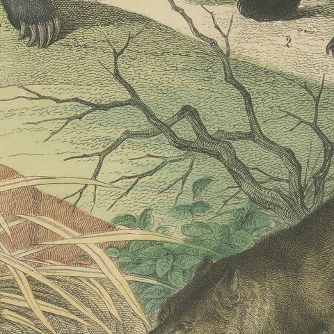 Antique Grizzly and Black Bear Print with Wolf, Fox and Raccoon, circa 1890, close-up 3