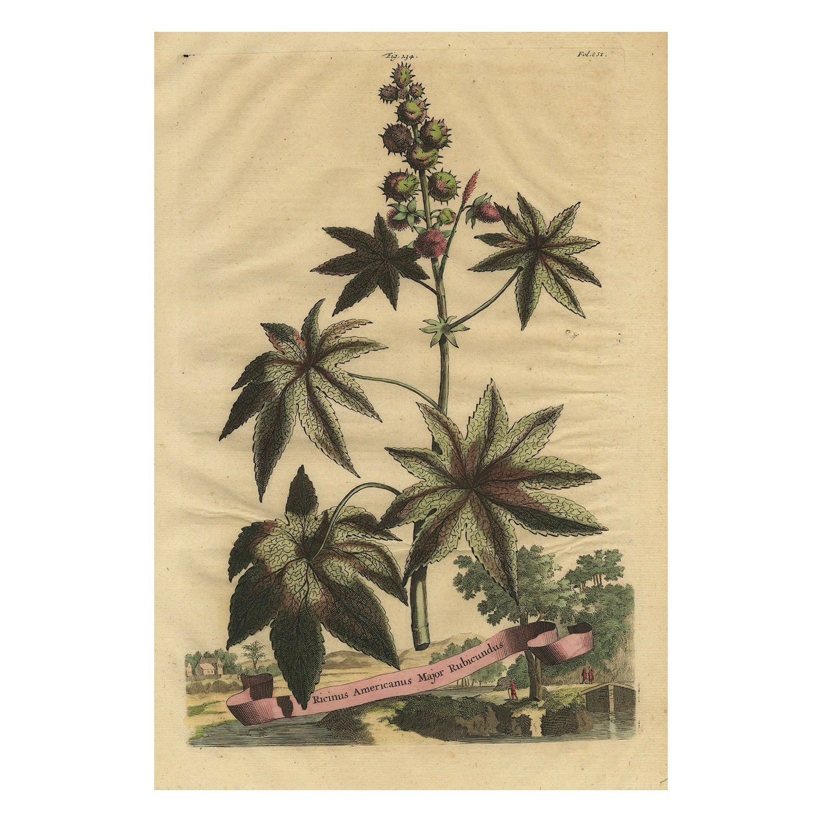 Botanical Illustration of the Castor Oil Plant (Ricinus communis), 1696