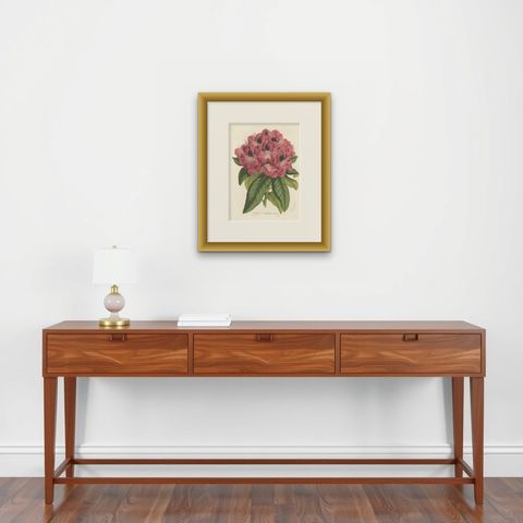 Stamford Rhododendron: Hand-Colored Lithograph by Louis van Houtte, 1855, shown framed on a wall