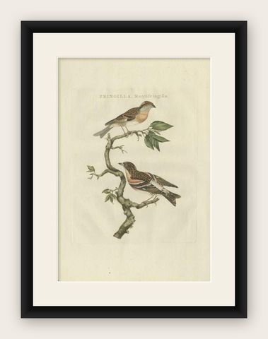 Antique Bird Print of the Brambling by Sepp & Nozeman, 1797, shown framed