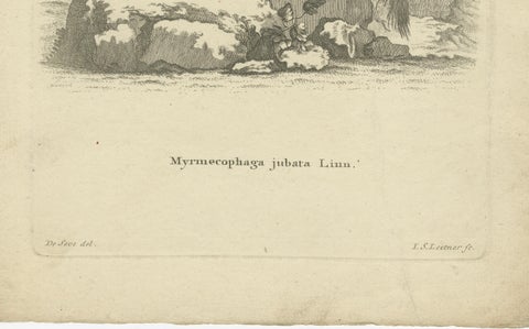 Giant Anteater, Antique Zoological Engraving by De Sève & Leitner, ca.1800, close-up 2