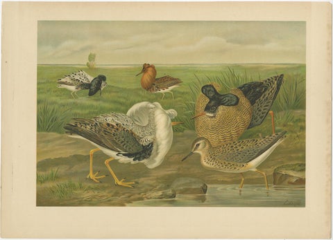 Antique Bird Print of Ruffs and Reeves in Breeding Plumage, 19th Century, view 2