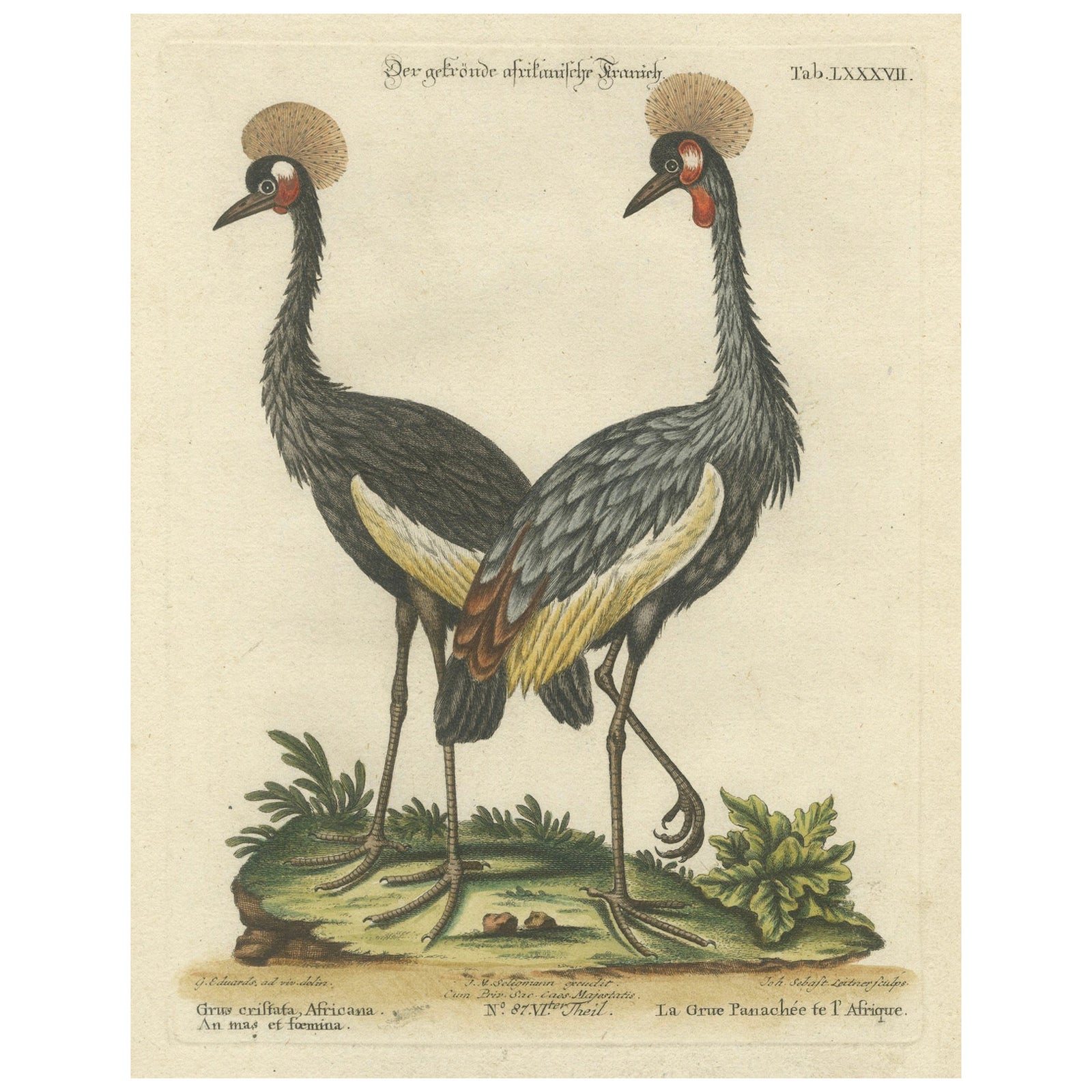 Hand-Colored Engraving of the Crested African Crane by Johann Seligmann. ca.1770