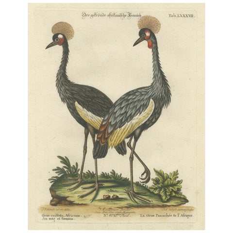 Hand-Colored Engraving of the Crested African Crane by Johann Seligmann. ca.1770