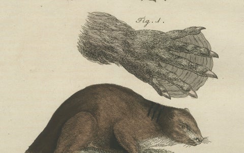 Antique Beaver with Webbed Feet Engraving, Bertuch, c. 1792, close-up 3