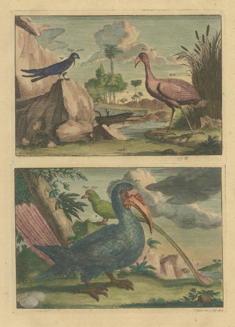 Colored Antique Print of a Swallow, Kingfisher and other Birds of Indonesia, view 3