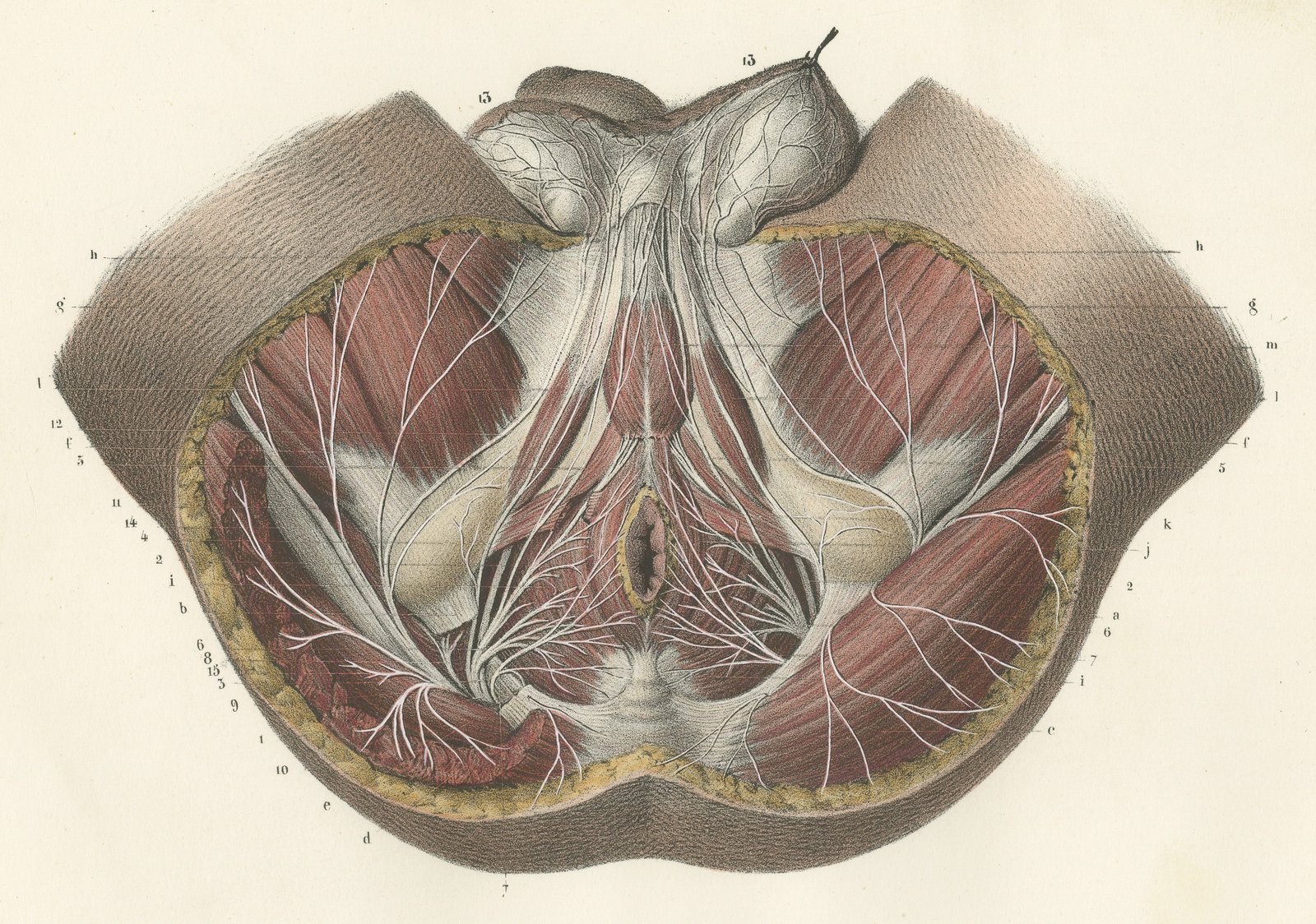 Nerves of the Male Perineum, Antique Hirschfeld Anatomy Print, 1866