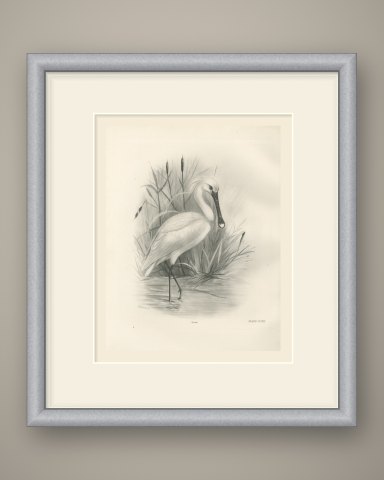 Spoonbill Wading Among Reeds and Reedmace after Lilian Medland, c. 1909, shown framed