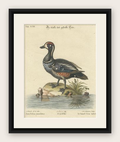 Hand-Colored Engraving of the Dark and Spotted Duck by Seligmann, ca.1770, shown framed