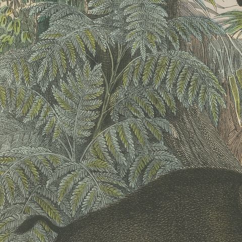Antique Hippopotamus Print with Wild Boar and Babirusa, Kolb, circa 1890, close-up 6